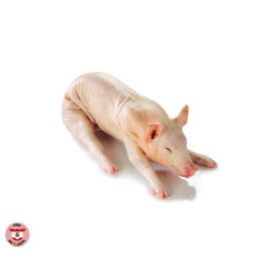 Porcelet local, 12/15 kg environ