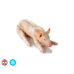 Porcelet local,12/15 kg environ, congelé